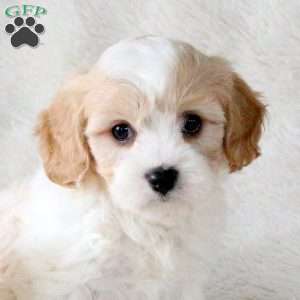 Penny, Cavachon Puppy