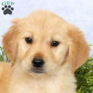 Penny, Golden Retriever Puppy