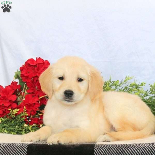 Pepper, Golden Retriever Puppy