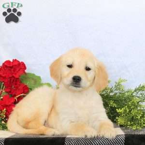 Pepper, Golden Retriever Puppy