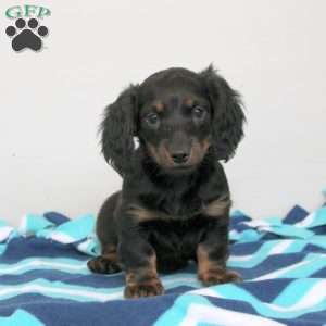 Pepper, Dachshund Puppy