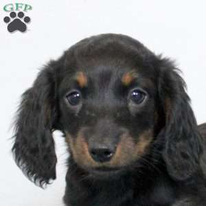 Pepper, Dachshund Puppy