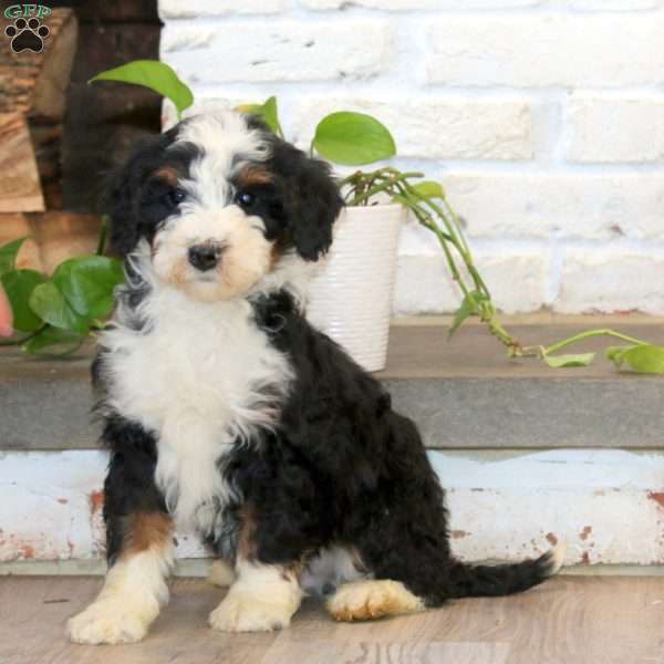 Pepper, Mini Bernedoodle Puppy