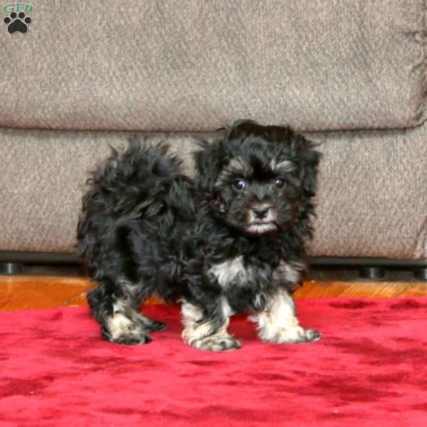 Pepper, Maltipoo Puppy