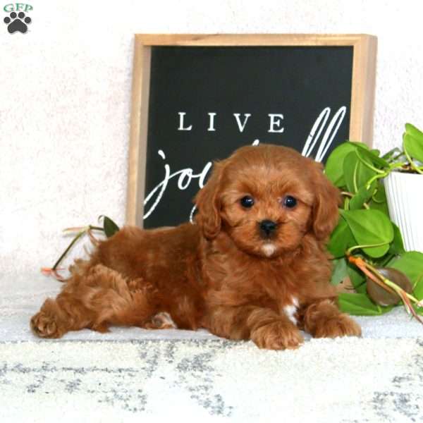Pepper, Cavapoo Puppy