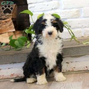 Pepper, Mini Bernedoodle Puppy