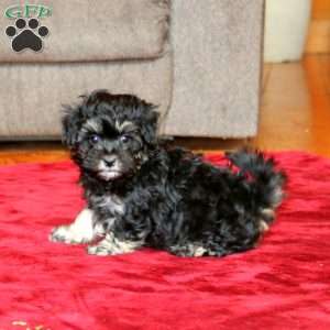 Pepper, Maltipoo Puppy