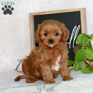 Pepper, Cavapoo Puppy