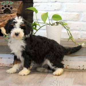 Pepper, Mini Bernedoodle Puppy