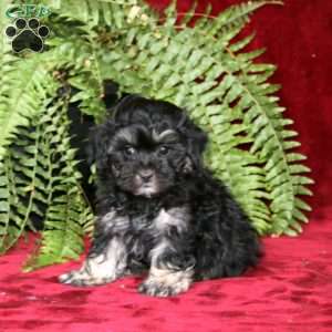 Pepper, Maltipoo Puppy