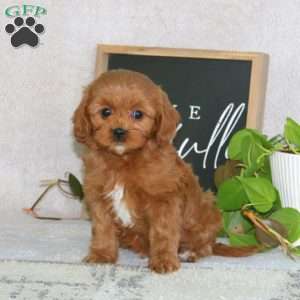 Pepper, Cavapoo Puppy