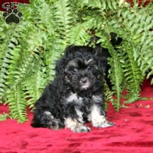 Pepper, Maltipoo Puppy