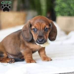 Pepperoni, Dachshund Puppy