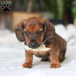 Pepperoni, Dachshund Puppy