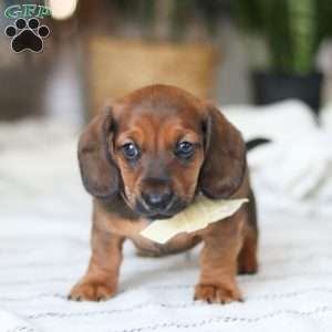 Pepperoni, Dachshund Puppy