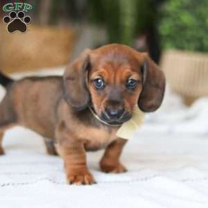 Pepperoni, Dachshund Puppy