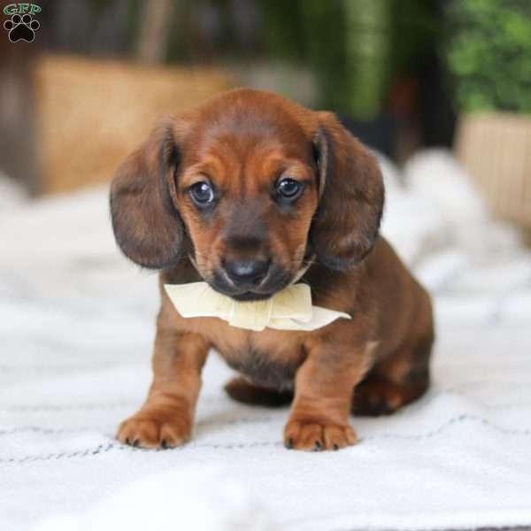 Pepperoni, Dachshund Puppy