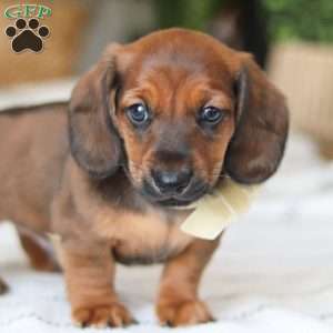 Pepperoni, Dachshund Puppy