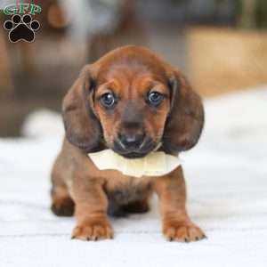 Pepperoni, Dachshund Puppy