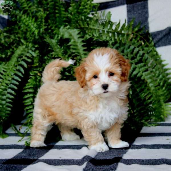 Pepsi, Maltipoo Puppy