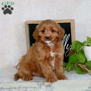 Pepsi, Cavapoo Puppy