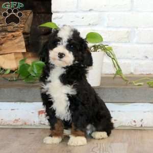 Pepsi, Mini Bernedoodle Puppy