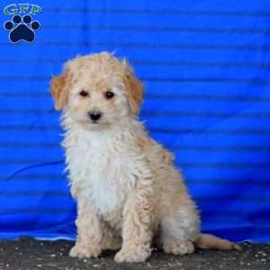 Pepsi, Mini Goldendoodle Puppy