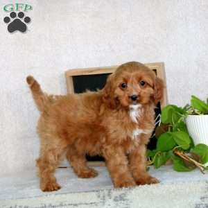 Pepsi, Cavapoo Puppy