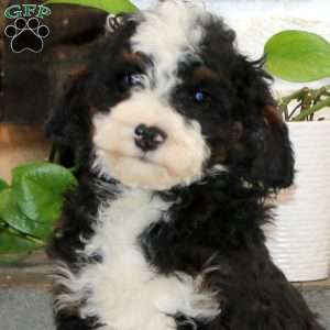 Pepsi, Mini Bernedoodle Puppy