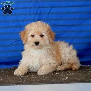 Pepsi, Mini Goldendoodle Puppy