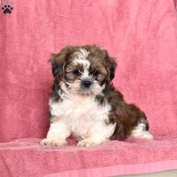 Percy, Shih Tzu Puppy