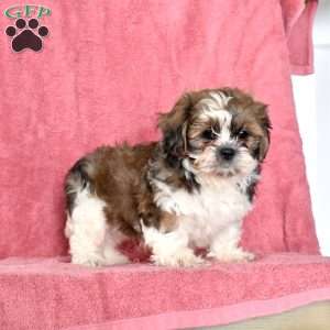 Percy, Shih Tzu Puppy