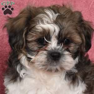 Percy, Shih Tzu Puppy