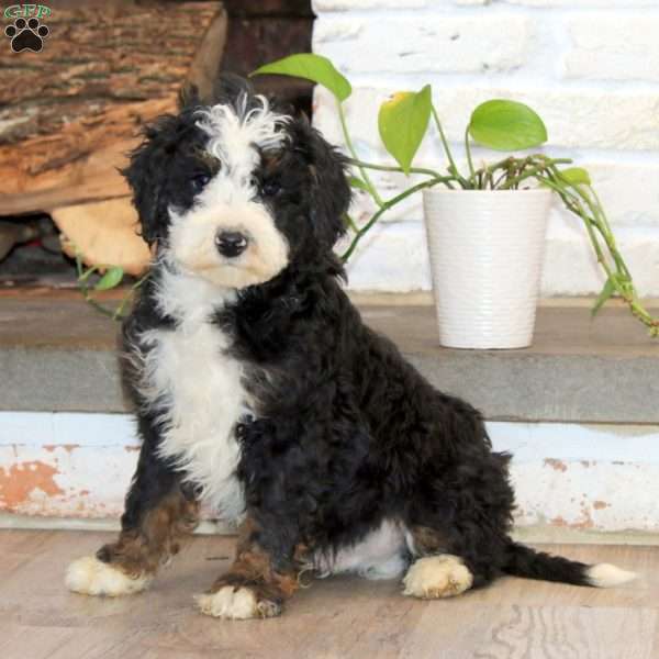Pete, Mini Bernedoodle Puppy