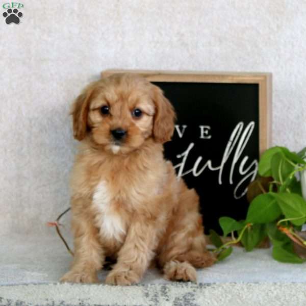 Pete, Cavapoo Puppy