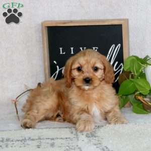 Pete, Cavapoo Puppy