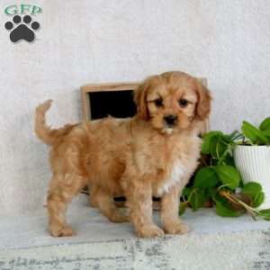 Pete, Cavapoo Puppy