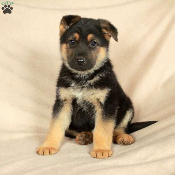 Peter, German Shepherd Puppy