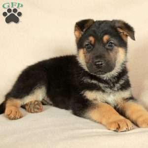 Peter, German Shepherd Puppy