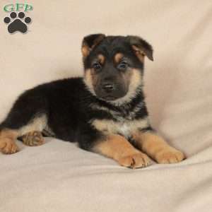 Peter, German Shepherd Puppy