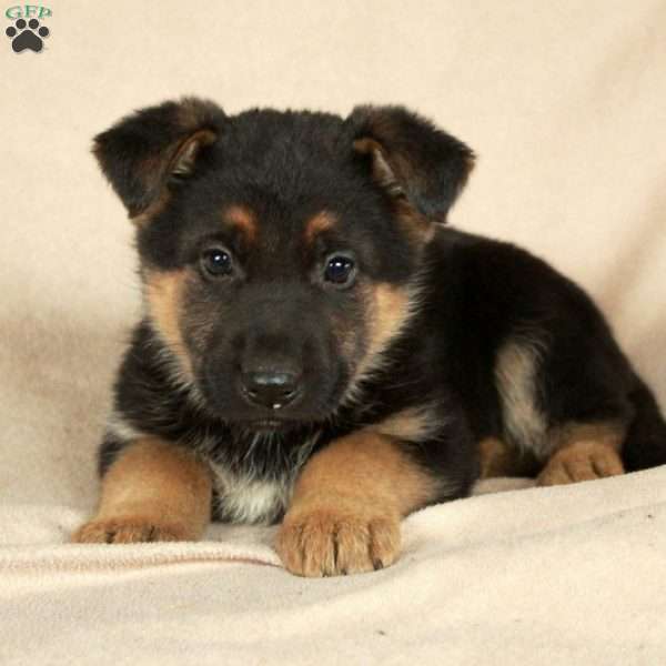 Petra, German Shepherd Puppy
