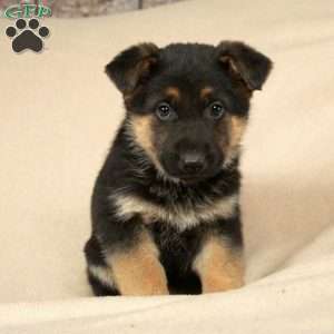 Petra, German Shepherd Puppy