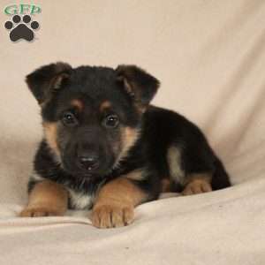 Petra, German Shepherd Puppy