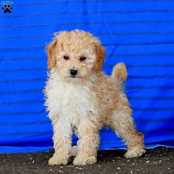 Petunia, Mini Goldendoodle Puppy