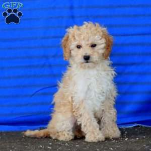 Petunia, Mini Goldendoodle Puppy