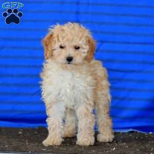 Petunia, Mini Goldendoodle Puppy