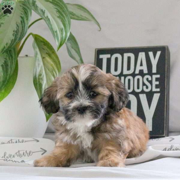 Peyton, Teddy Bear Puppy