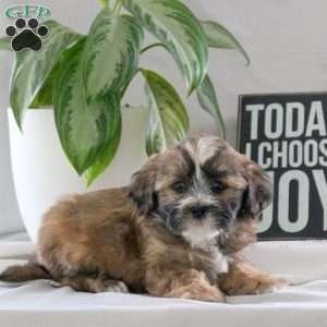 Peyton, Teddy Bear Puppy