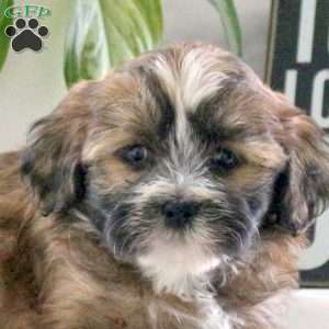 Peyton, Teddy Bear Puppy