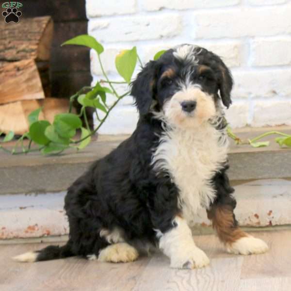 Peyton, Mini Bernedoodle Puppy